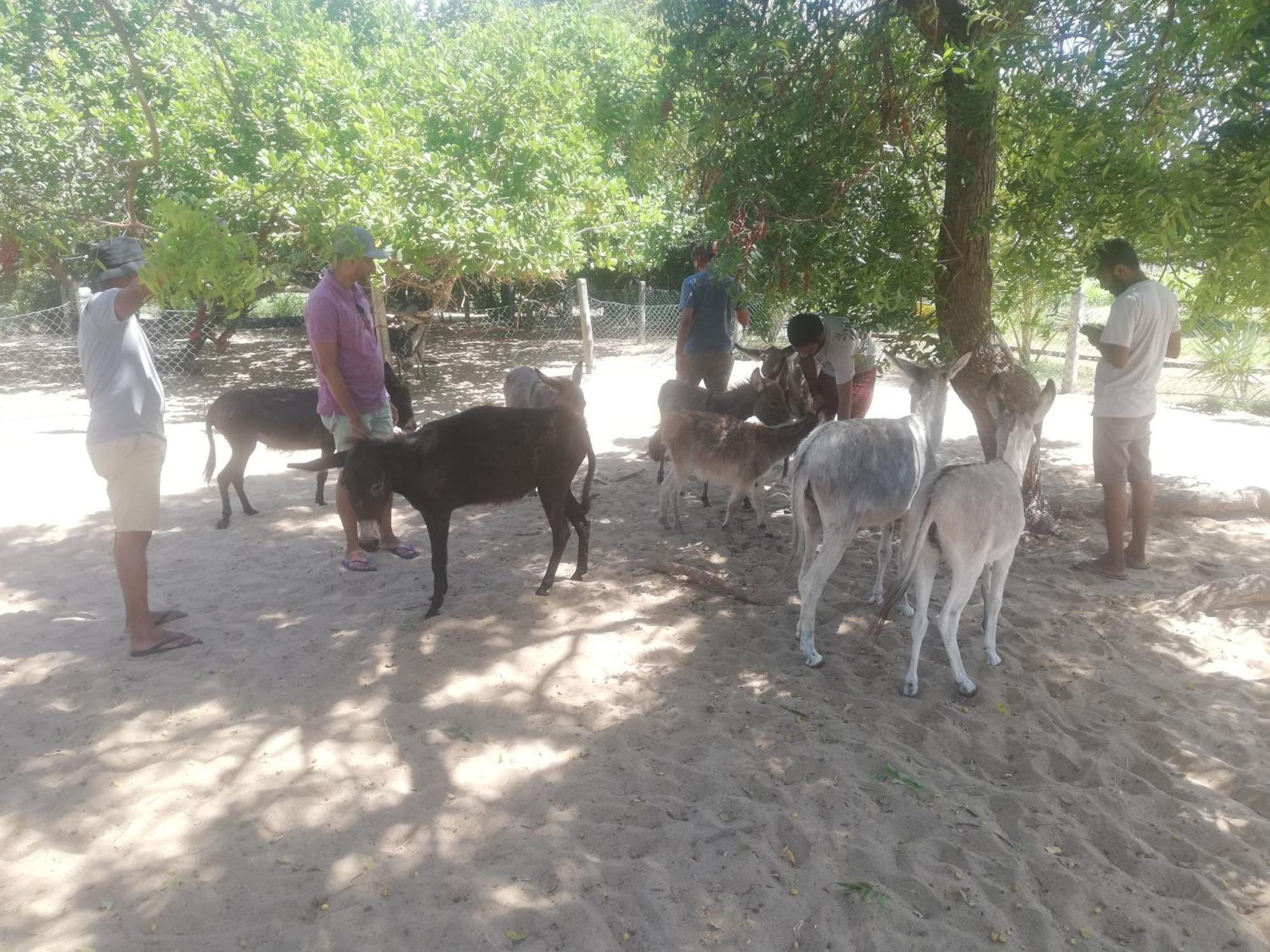 Apartament Donkey Clinic And Education Center Mannar Zewnętrze zdjęcie